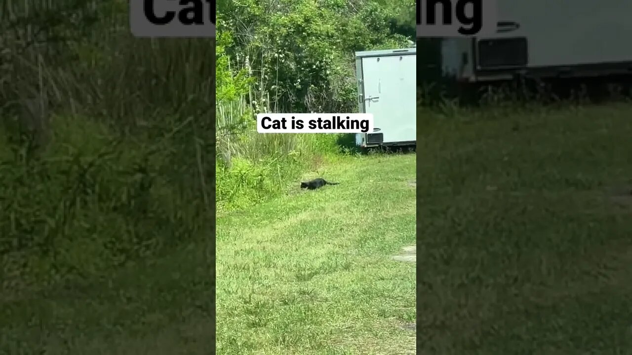 The Campground Cat Stalks Its Prey