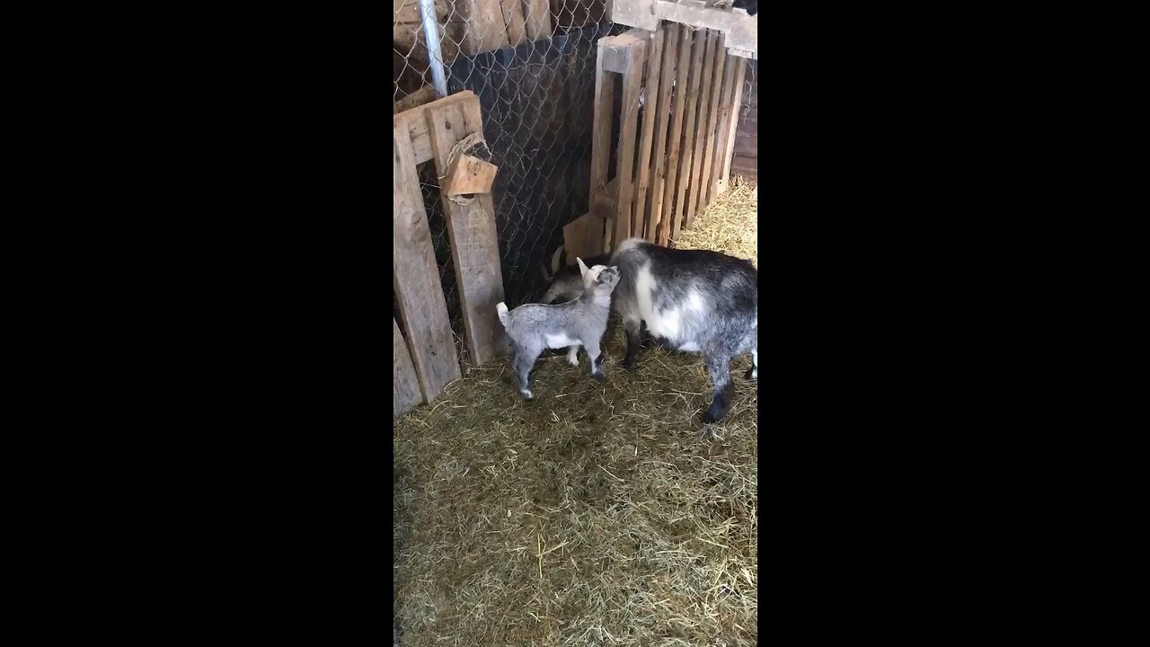 Baby goat playing