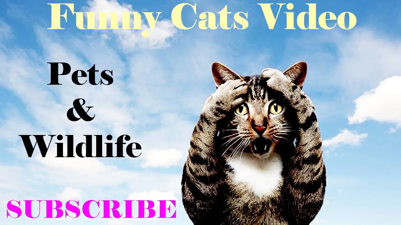 FUNNY & CUTE CATS Try not to laugh video compilation 2022