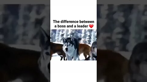 Boss vs Leader #shorts #love