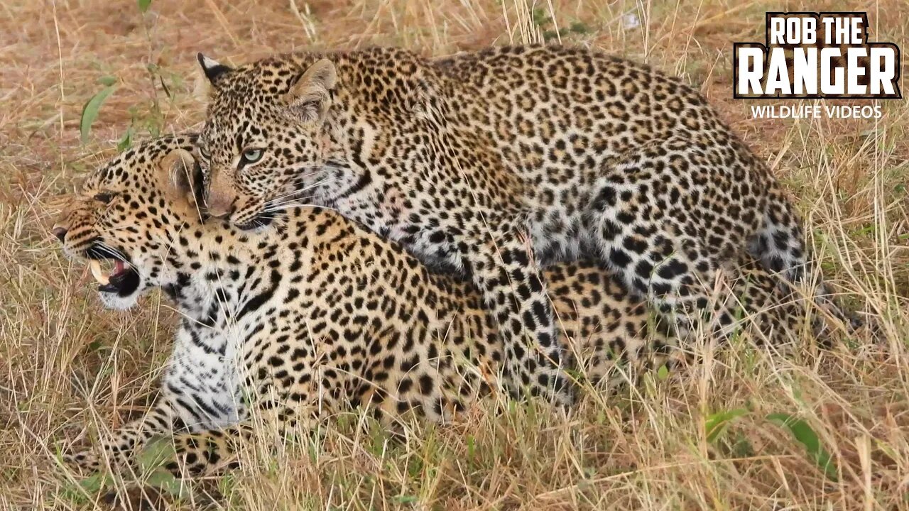 Leopard And Cub Interactions | Maasai Mara Safari | Zebra Plains