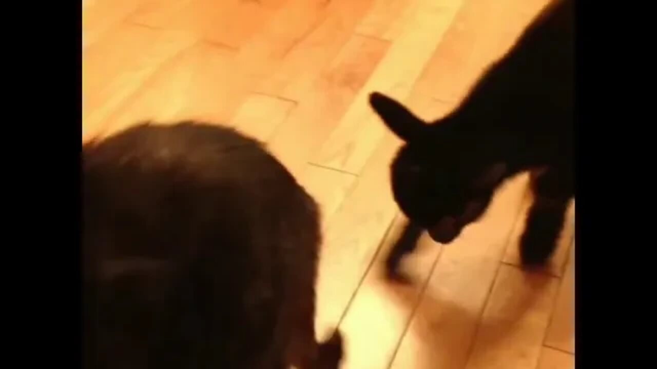 BABY GOAT VERSUS CAT video