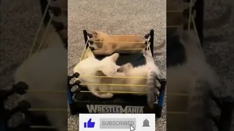 Wrestler kittens! So cute! #shorts