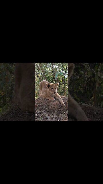 Cubbie Cuteness! #shorts | #ShortsAfrica