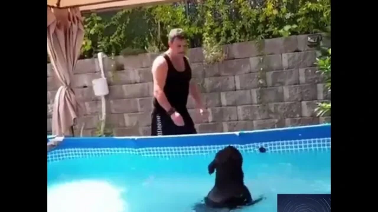 This dog refuses to get out of the pool #shorts #dog #funny #pool #swim