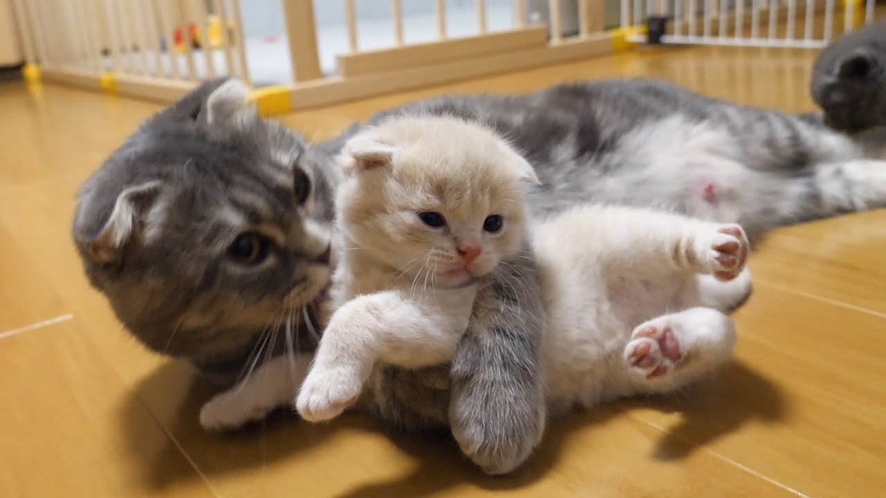 Offense and defense between kittens who wants to go out and a mother cat who don't