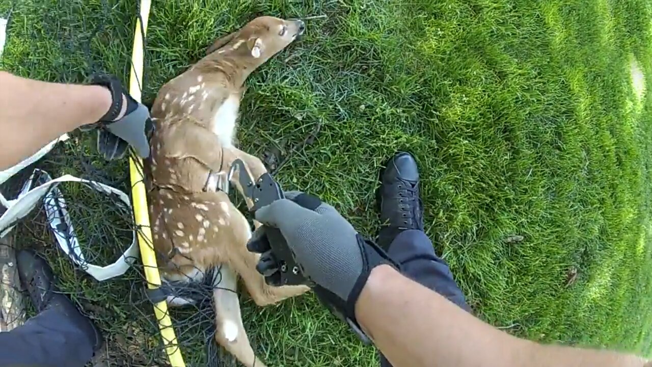 Police rescue fawn tangled in backyard soccer net