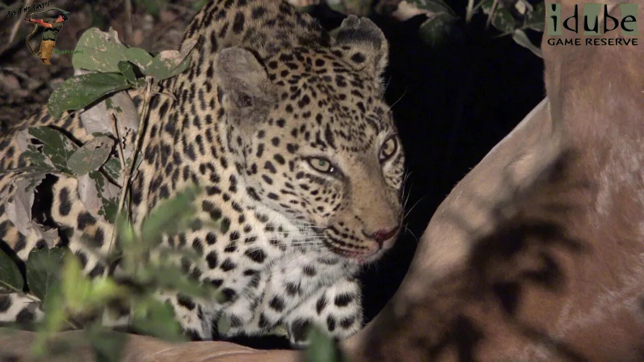 Female Leopard With An Impala