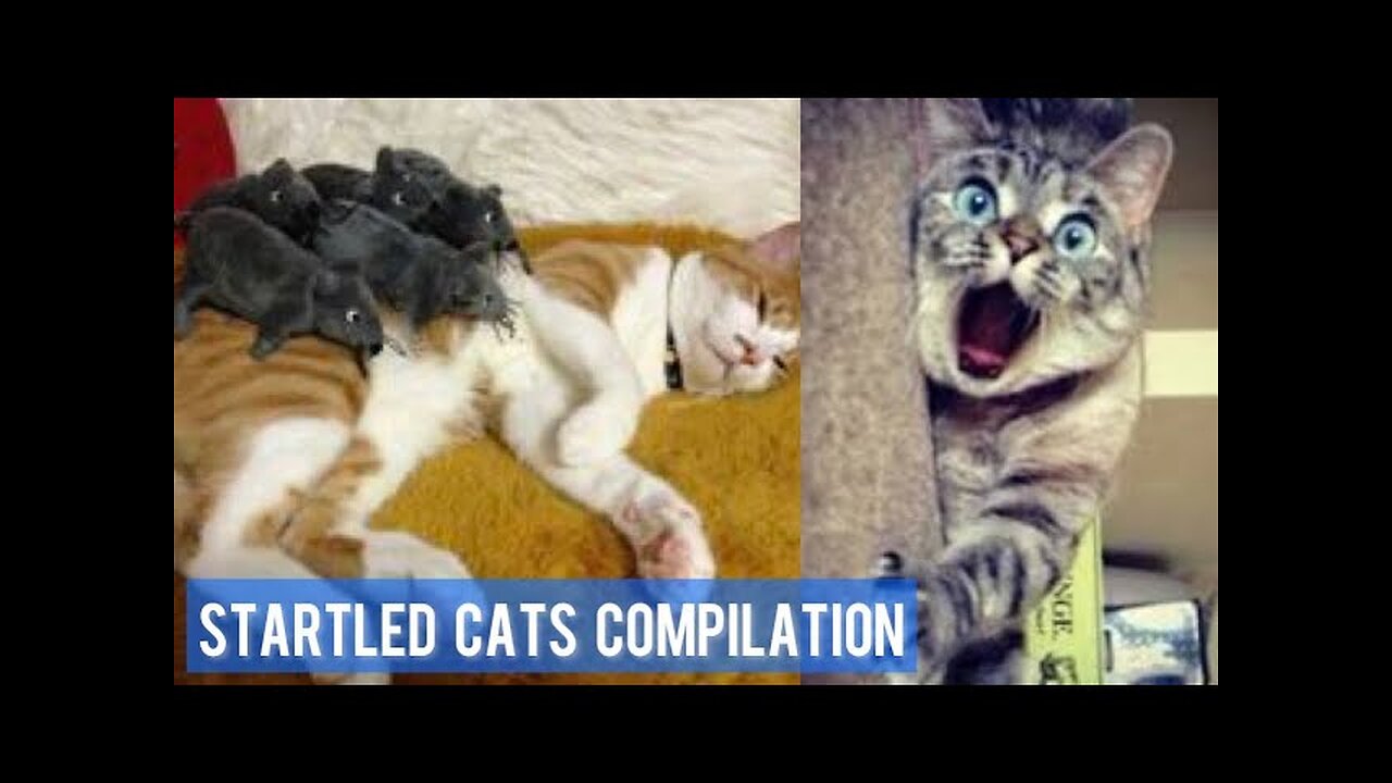 So Cute Cat Funny Video 2023