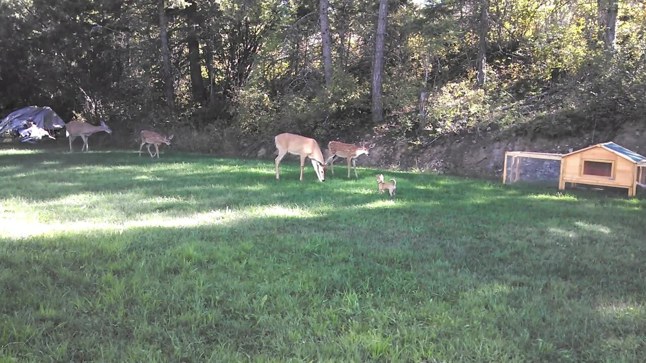 Puppy Plays With Herd Of Backyard Deer