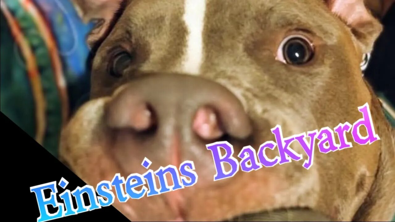 Einsteins Backyard Ep 5 - Back to School