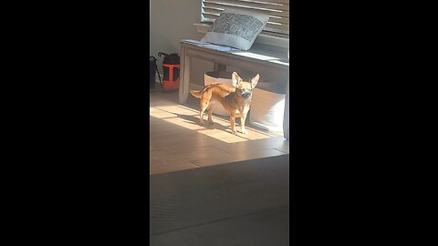 Puppy enjoys the sun