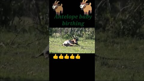 Antelope baby birthing ©#shorts #youtubeshorts