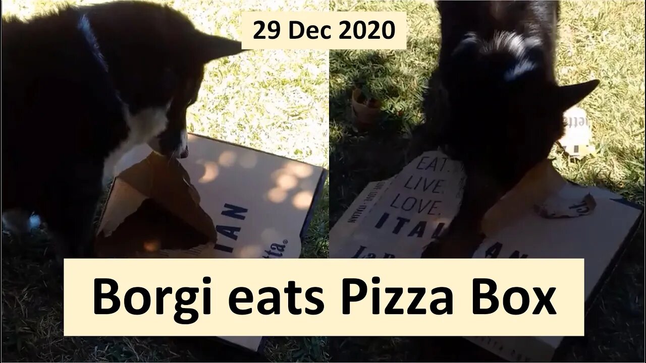 29 Dec 2020 - Borgi eats Pizza Box