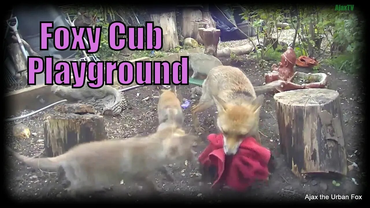 🦊Cute fox cubs playing with their mum and toys in a fox cub playground