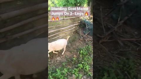 Standing Goat Meme Jumps On 3- Legs 🔥🔥🔥