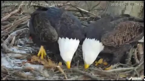 Hays Eagles Stick play 1.20.20