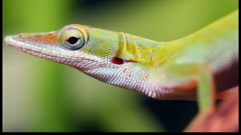 Meet the Animals of Cuba - Relax With Nature