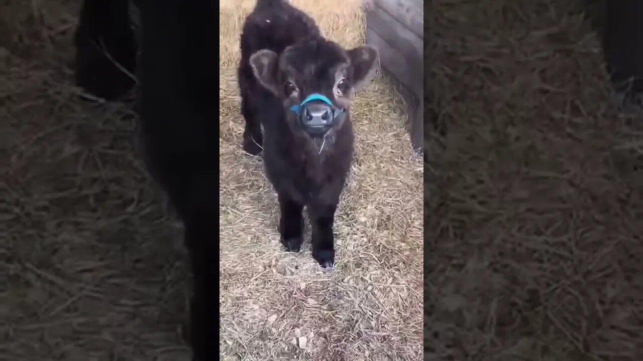 Those eyes..🐄😍