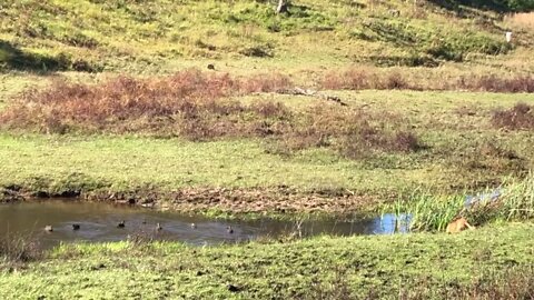 Our wild ducks have bred during winter! Fantastic dog didn’t chase them any more