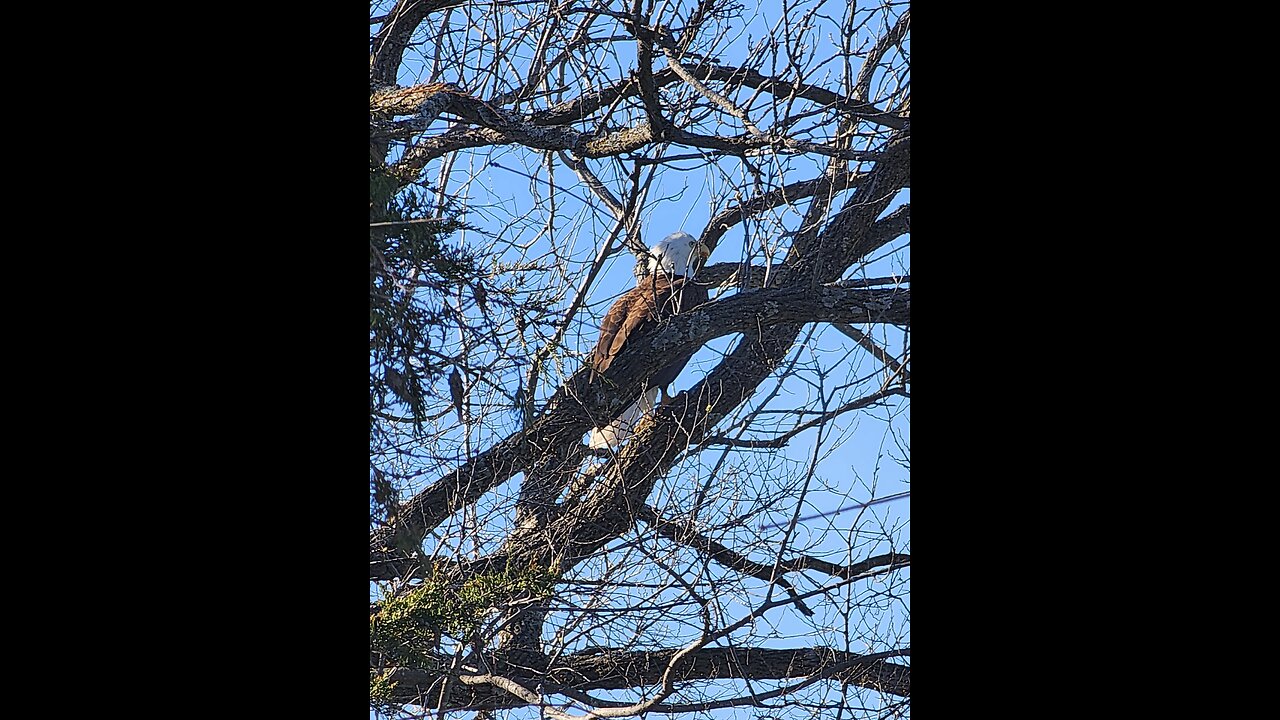 Eagle spotted in tree!