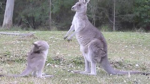 Kangaroo Joey Fighting with Mum