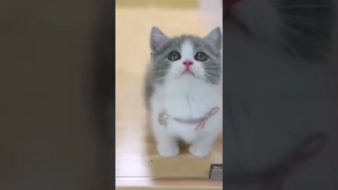 Cute little cat !! 🥰😘💕#shorts #cat #2022 #viral #viralshorts #cute 😘😜😚#funny 😘#youtube #subscribe