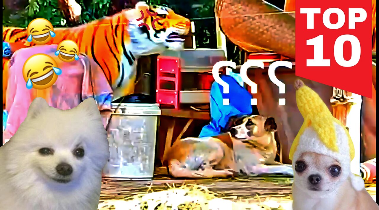 TOP 10 dog barking videos compilation 2022 Dog barking sound - Funny dogs