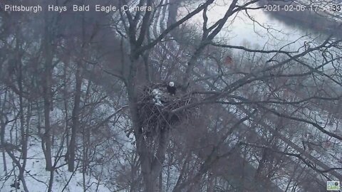 Hays Bald Eagle nest visited by sub adult 2021 02 06 5:54PM