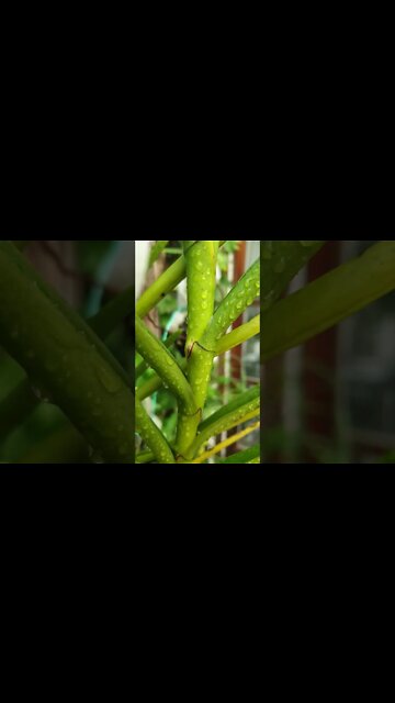 #ninjaorchids 😍🙌🏼🤸🏼‍♀️ #vandaroots #newroots Vanda Chao Praya #shorts