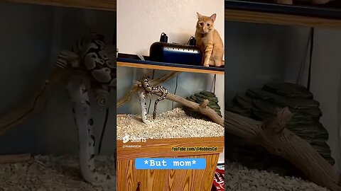 The curiosity of a red-orange kitten.