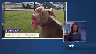 Denver Dumb Friends League Meet Reginald