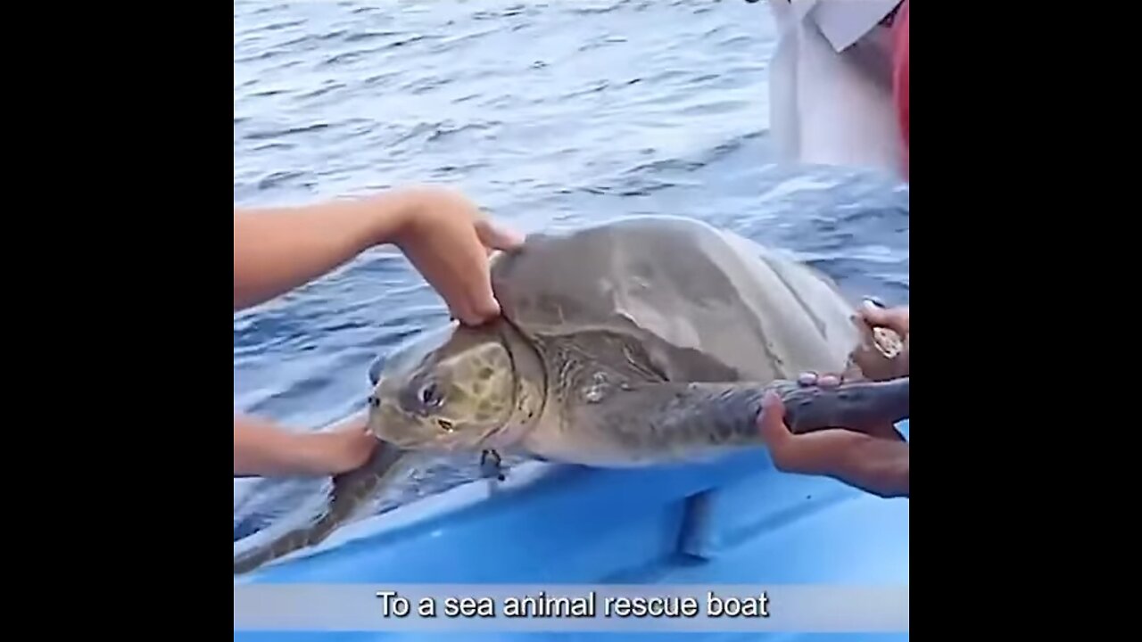 Shark trying to save turtle| Pushing them towards humans