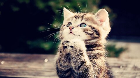 Funny Dogs and Cats