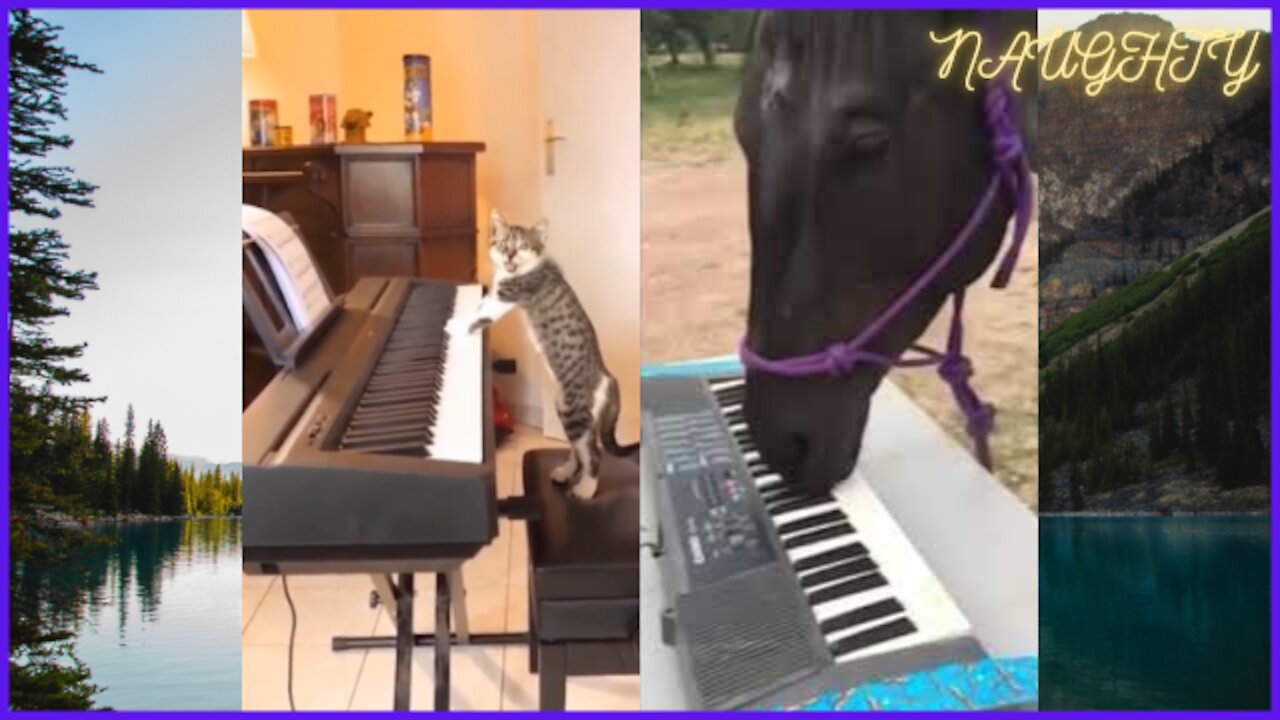 Horse plays piano better than cat ??