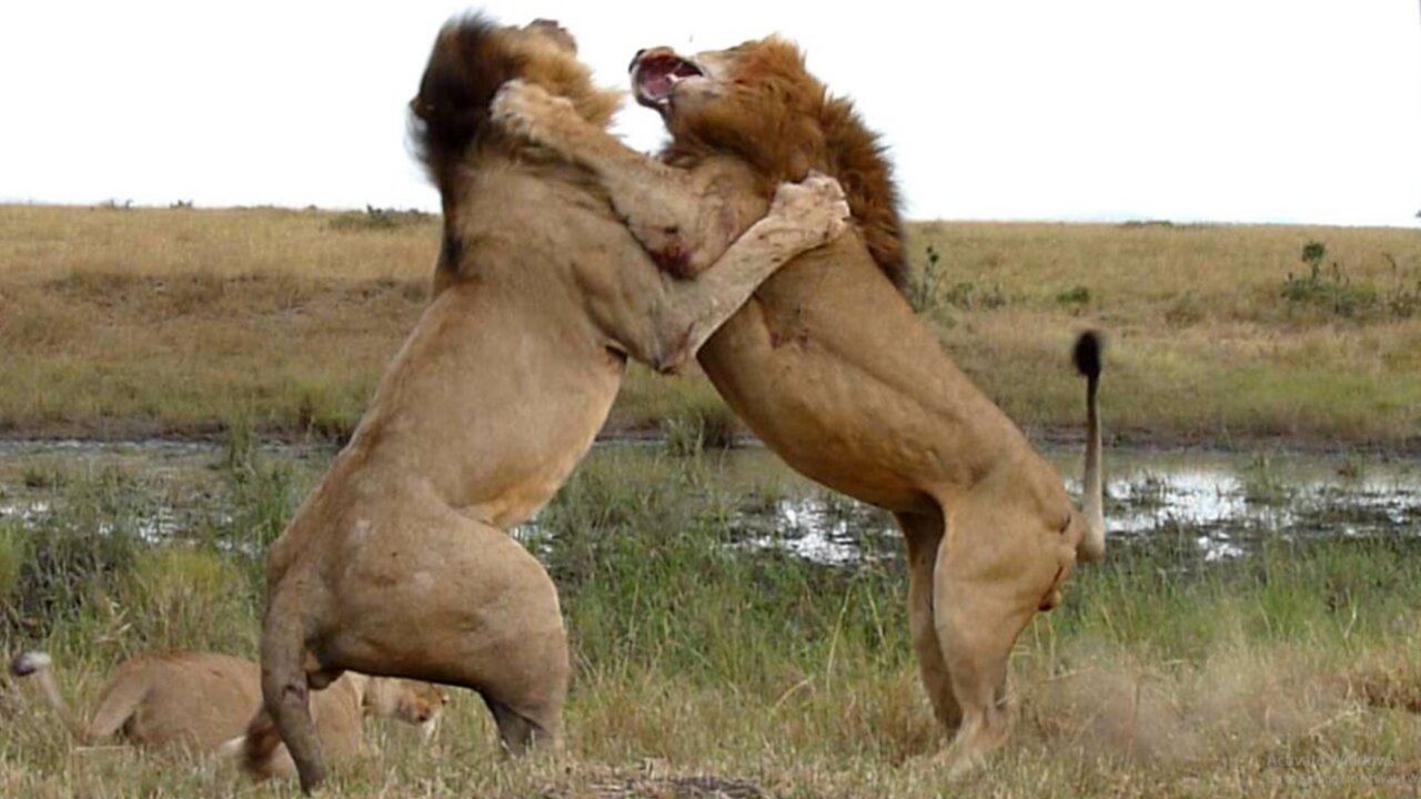 Wildlife: Two Lions Fight to See Who's King!