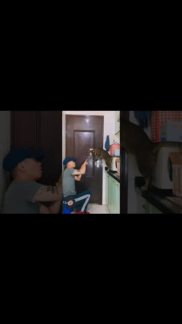 Can Your Cat Open a Door? #shorts