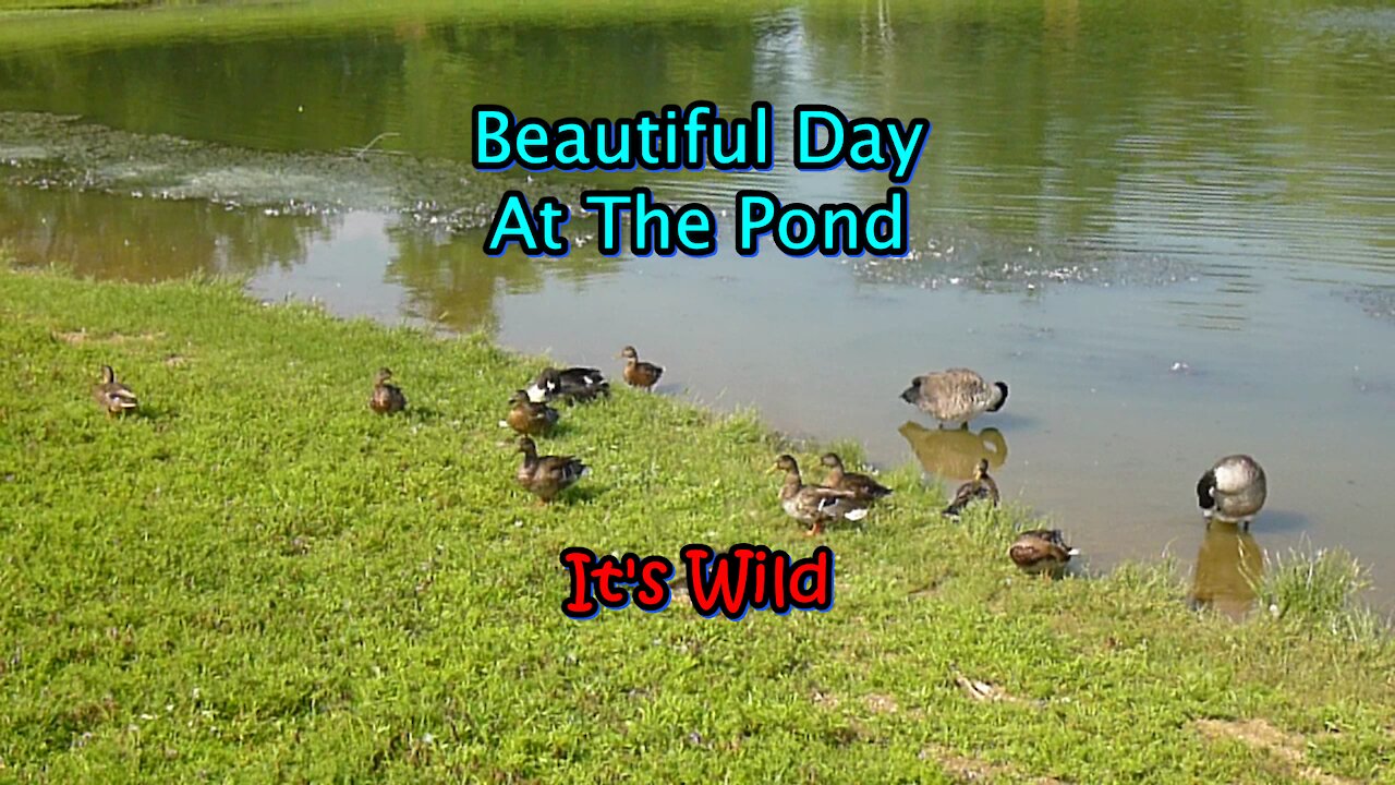 Beautiful Day At The Pond