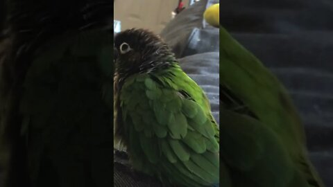 My bird being very fluffy