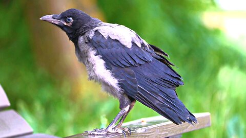 Adventures of Hooded Crow Fledgling: Claims a Park Bench