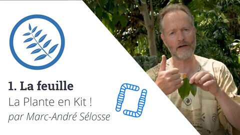 La Plante en Kit ! Ep1 - La feuille, avec Marc-André Sélosse