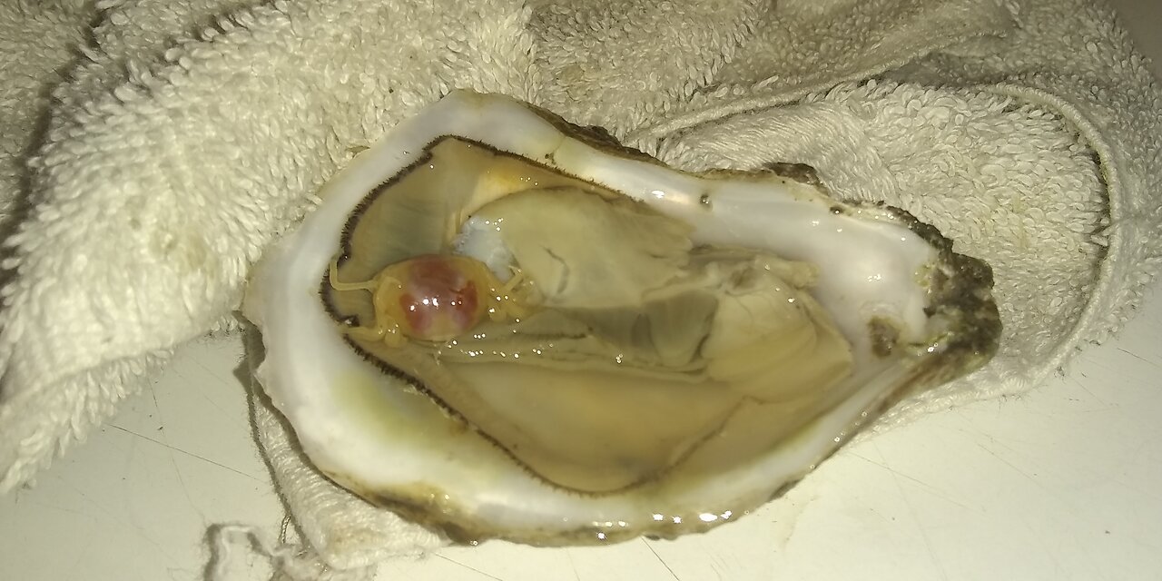 how to properly shuck a raw oyster