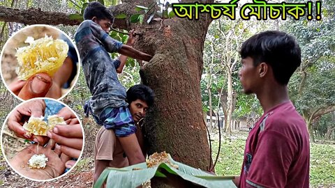 কাঠাল গাছের কুঠুরিতে বিরল প্রজাতির মৌমাছির মৌচাক থেকে মধু সংগ্রহ করলাম/Rare honey bee hive