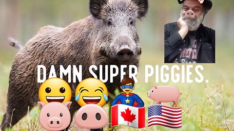 Wild Canadian Pigs Causing Problems. 😀😂🦸‍♂️🐖🐷🐽🇨🇦🇺🇲