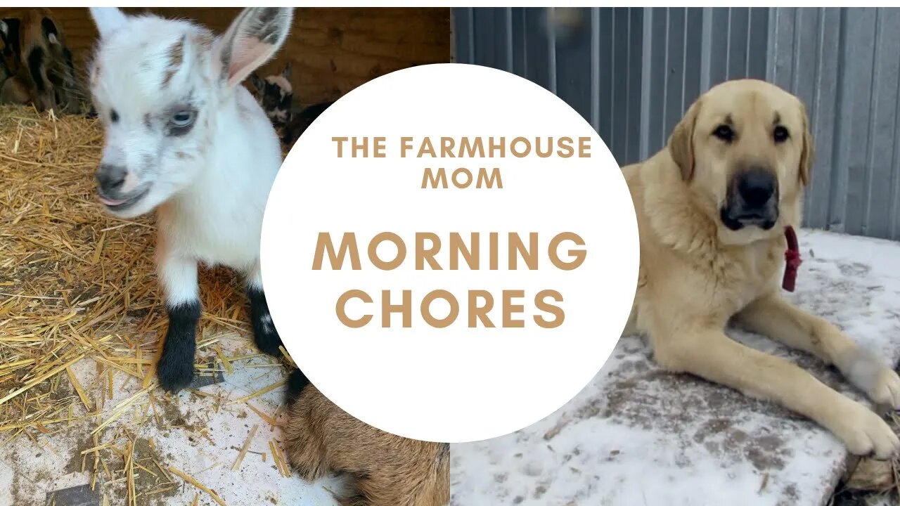 Goat Farm Morning Chores