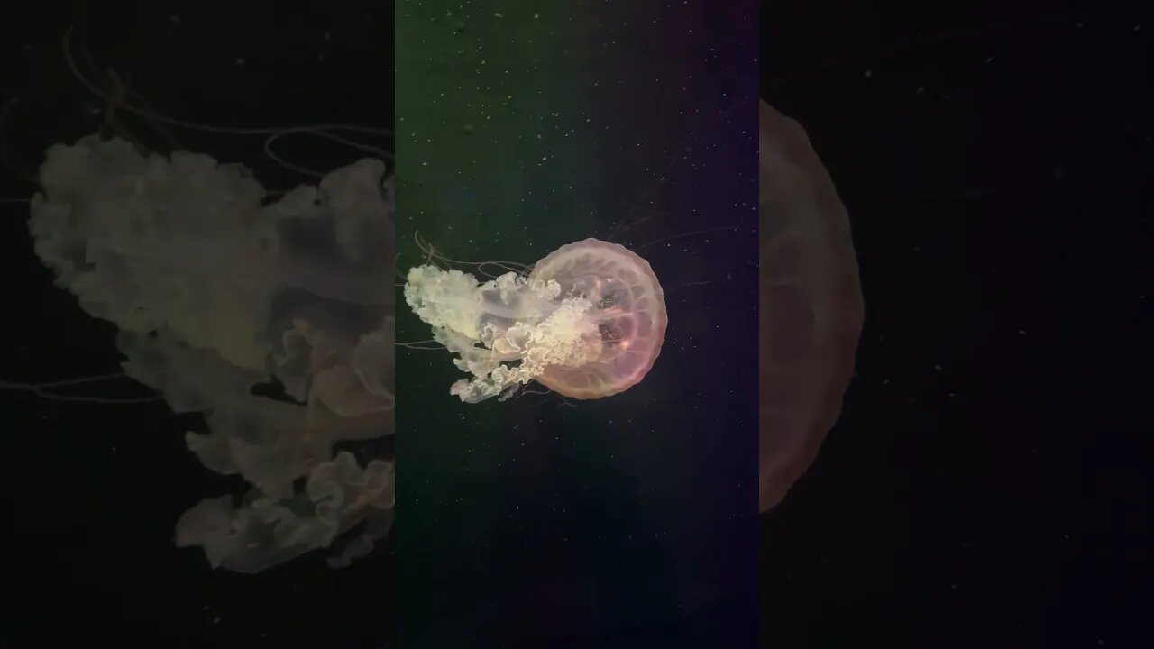 Jellyfish are from another planet. #shorts