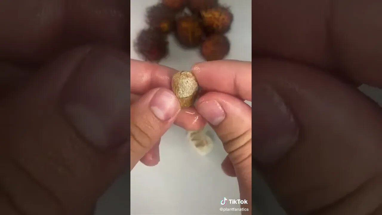 Have You Ever Seen This Crazy Fruit?!