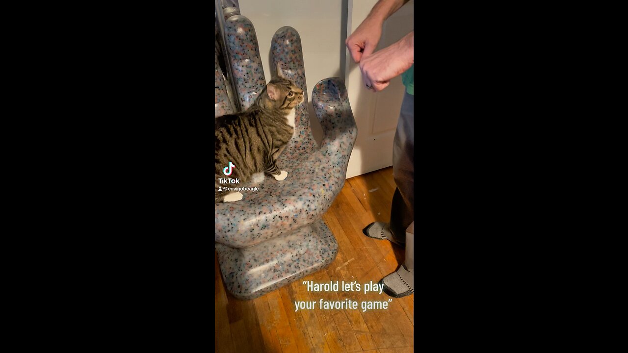 Adorable tabby is a good loser!
