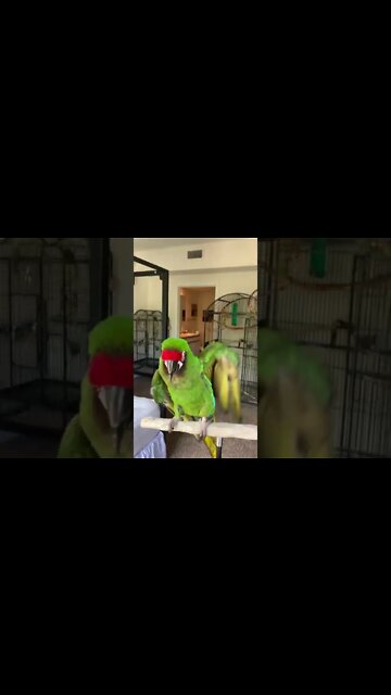 1Min Animal World #dogs #cats #pet