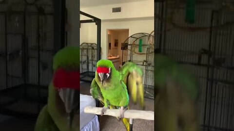 1Min Animal World #dogs #cats #pet